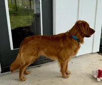 Theo, a male Golden Retriever for sale in Weatherford, TX – Photo 7 of 7