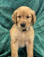 Theo, a male Golden Retriever for sale in Weatherford, TX – Photo 4 of 7