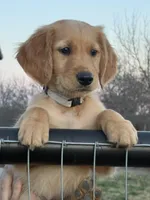 Theo, a male Golden Retriever for sale in Weatherford, TX – Photo 1 of 7