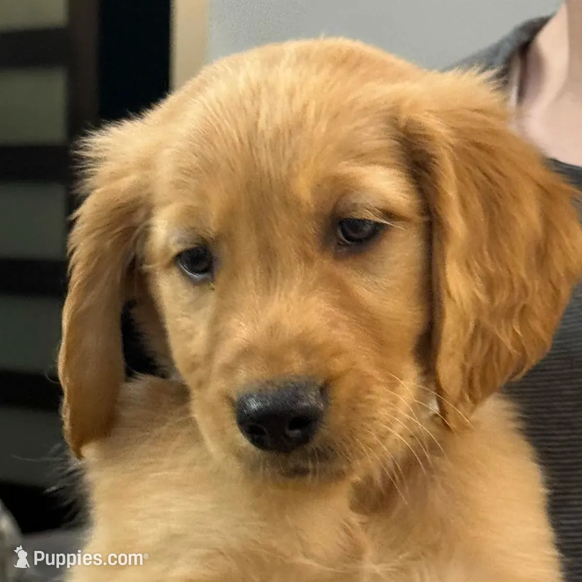 Theo, a male Golden Retriever for sale in Weatherford, TX – Photo 2 of 7