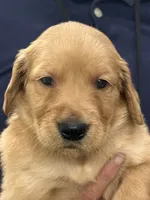 Theo, a male Golden Retriever for sale in Weatherford, TX – Photo 5 of 7