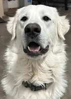 Dolly, a female Great Pyrenees for sale in Weatherford, TX – 3 of 9