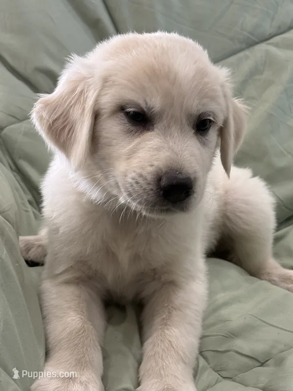 Max – Great Pyrenees puppy for sale in Weatherford, TX