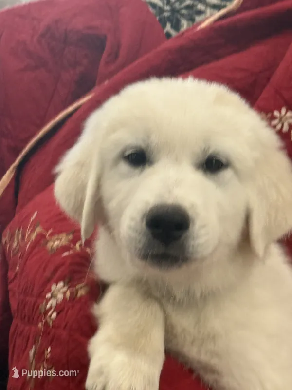 Maybelle – Great Pyrenees puppy for sale in Weatherford, TX