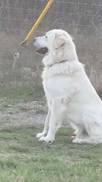 Maverick, a male Great Pyrenees for sale in Weatherford, TX – 7 of 7