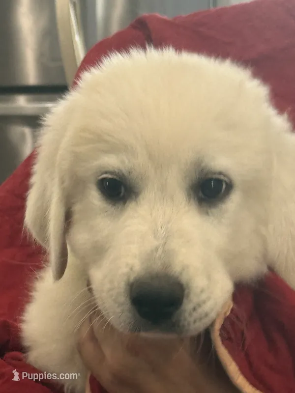Maria – Great Pyrenees puppy for sale in Weatherford, TX