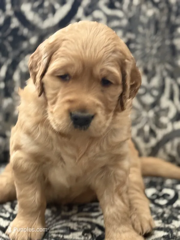 Sasha – Golden Retriever puppy for sale in Weatherford, TX