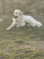 Maverick, a male Great Pyrenees for sale in Weatherford, TX – 6 of 7