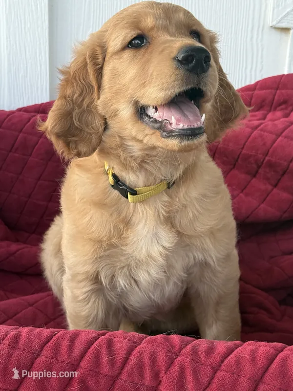 Sasha – Golden Retriever puppy for sale in Weatherford, TX