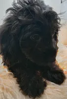 Livey , a female Doxiepoo for sale in Ashland, AL – 9 of 10