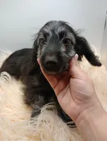 Hudson, a male Doxiepoo for sale in Ashland, AL – 3 of 10