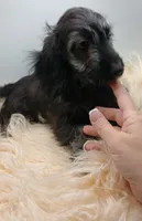 Hudson, a male Doxiepoo for sale in Ashland, AL – 2 of 10
