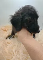 Oliver, a male Doxiepoo for sale in Ashland, AL – 5 of 7
