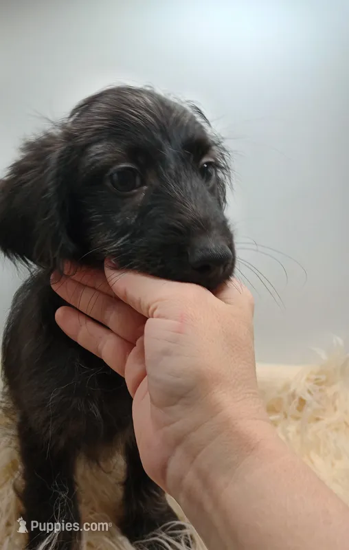 Oliver – Doxiepoo puppy for sale in Ashland, AL