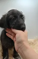Oliver, a male Doxiepoo for sale in Ashland, AL – 1 of 7