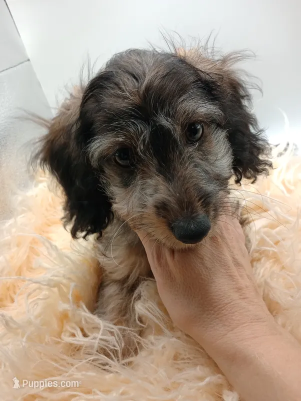 Romeo – Poodle - Toy , Miniature Dachshund puppy for sale in Ashland, AL