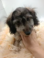 Romeo, a male Doxiepoo for sale in Ashland, AL – 6 of 7