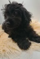 Livey , a female Doxiepoo for sale in Ashland, AL – 7 of 10