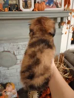 Josie  *toy*, a female Aussiedoodle for sale in Ashland, AL – Photo 3 of 5