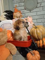 Josie  *toy*, a female Aussiedoodle for sale in Ashland, AL – Photo 2 of 5