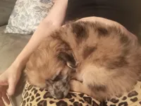 Josie  *toy*, a female Aussiedoodle for sale in Ashland, AL – Photo 4 of 5