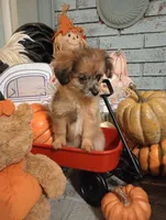 Josie  *toy*, a female Aussiedoodle for sale in Ashland, AL – Photo 1 of 5