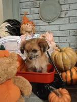 Josie  *toy*, a female Aussiedoodle for sale in Ashland, AL – Photo 5 of 5