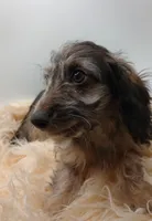 Romeo, a male Doxiepoo for sale in Ashland, AL – 3 of 7