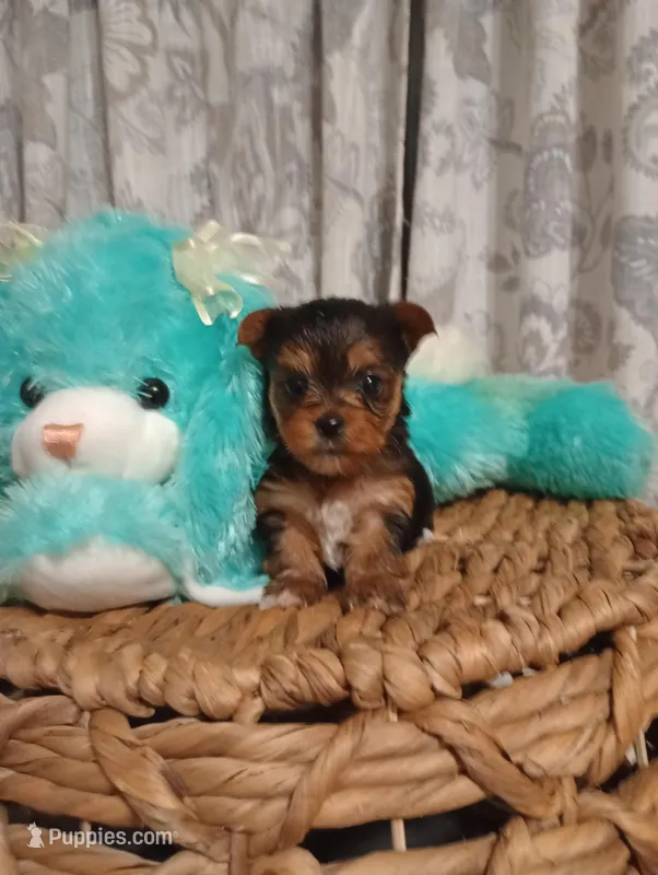 Willow  – Yorkshire Terrier puppy for sale in Ashland, AL