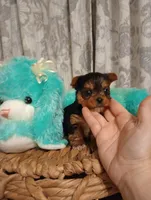 Willow , a female Yorkshire Terrier for sale in Ashland, AL – Photo 3 of 8