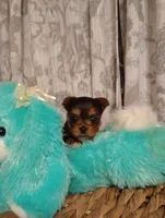 Willow , a female Yorkshire Terrier for sale in Ashland, AL – Photo 2 of 8