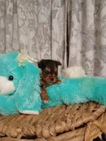 Willow , a female Yorkshire Terrier for sale in Ashland, AL – Photo 5 of 8