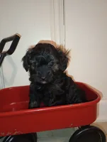 Drake Toy, a male Aussiedoodle for sale in Ashland, AL – 3 of 8