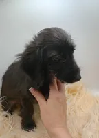 Oliver, a male Doxiepoo for sale in Ashland, AL – 6 of 7