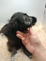 Hudson, a male Doxiepoo for sale in Ashland, AL – 7 of 10
