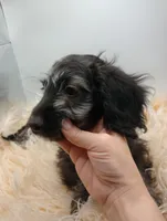 Hudson, a male Doxiepoo for sale in Ashland, AL – 10 of 10