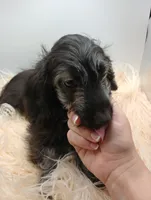 Hudson, a male Doxiepoo for sale in Ashland, AL – 6 of 10