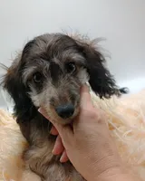 Romeo, a male Doxiepoo for sale in Ashland, AL – 1 of 7