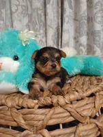 Missy , a female Yorkshire Terrier for sale in Ashland, AL – Photo 5 of 5