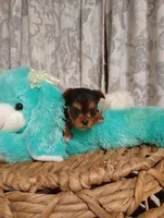 Willow , a female Yorkshire Terrier for sale in Ashland, AL – Photo 8 of 8