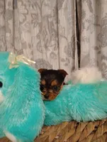 Willow , a female Yorkshire Terrier for sale in Ashland, AL – Photo 6 of 8