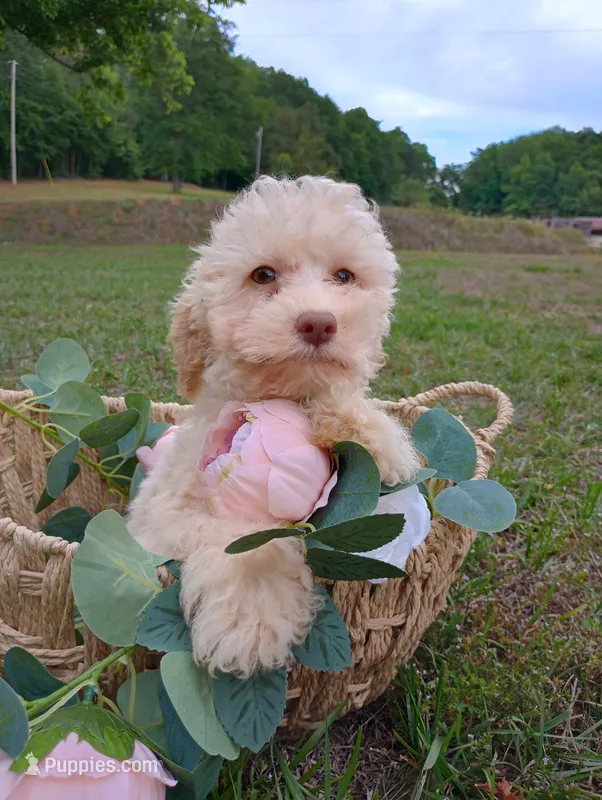 Molly (Toy) – Cockapoo puppy for sale in Ashland, AL