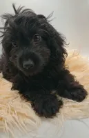 Livey , a female Doxiepoo for sale in Ashland, AL – 2 of 10