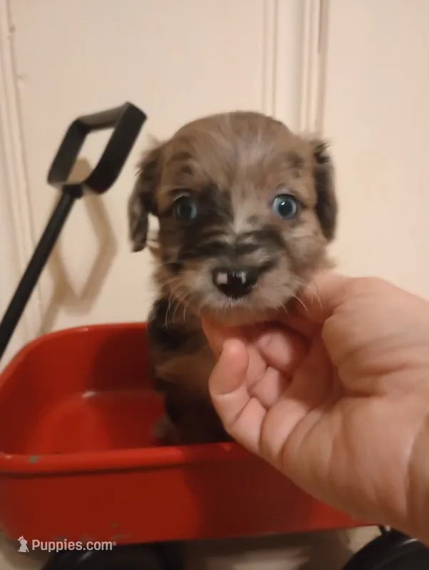 Bo (TOY) – Aussiedoodle puppy for sale in Ashland, AL
