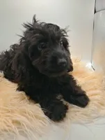 Livey , a female Doxiepoo for sale in Ashland, AL – 10 of 10