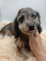 Romeo, a male Doxiepoo for sale in Ashland, AL – 4 of 7