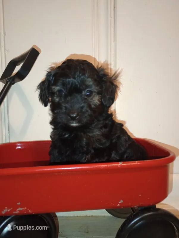 Drake Toy – Aussiedoodle puppy for sale in Ashland, AL