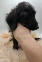 Oliver, a male Doxiepoo for sale in Ashland, AL – 7 of 7