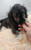 Hudson, a male Doxiepoo for sale in Ashland, AL – 5 of 10