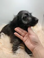 Hudson, a male Doxiepoo for sale in Ashland, AL – 1 of 10